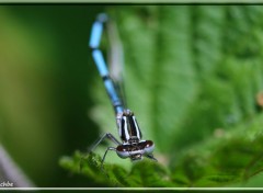  Animaux Image sans titre N344920