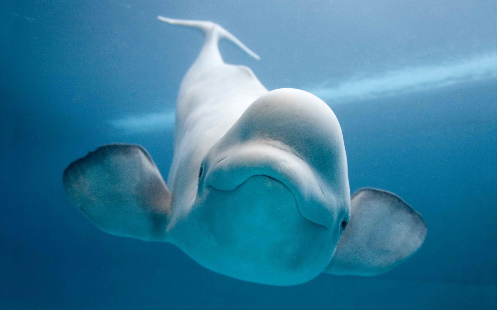 Fonds d'cran Animaux Vie marine - Blugas 