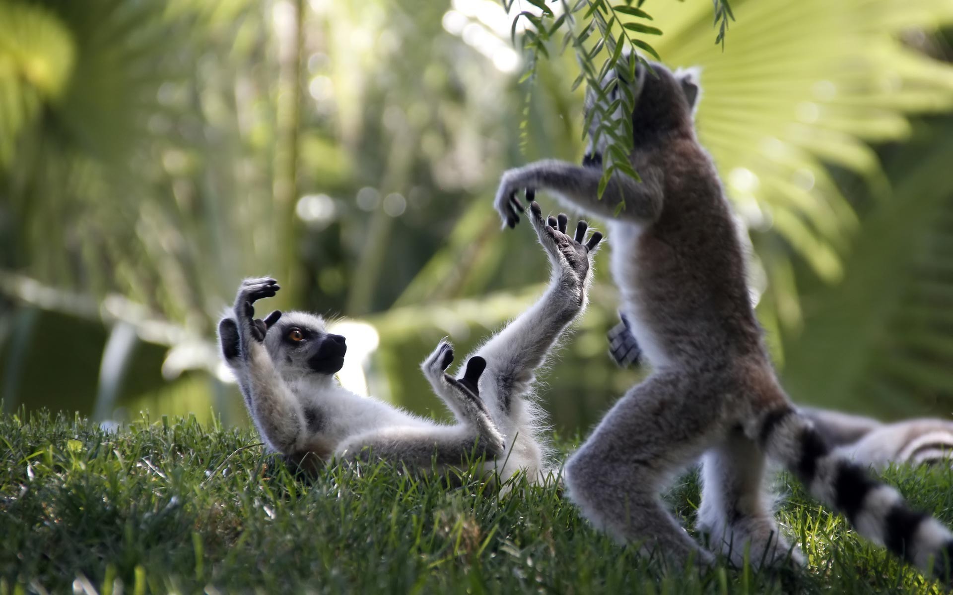 Wallpapers Animals Lemurs 