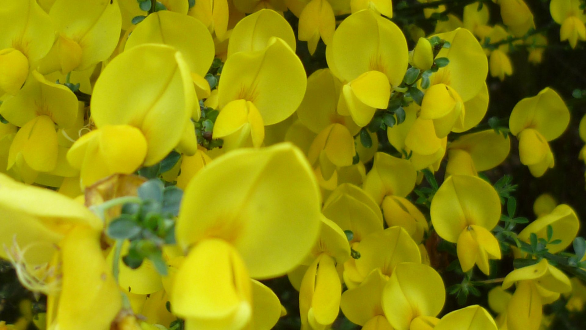 Fonds d'cran Nature Fleurs 