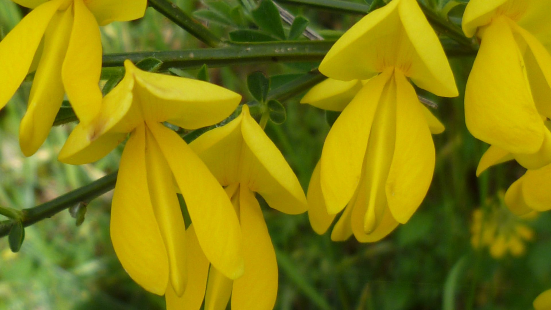 Fonds d'cran Nature Fleurs 