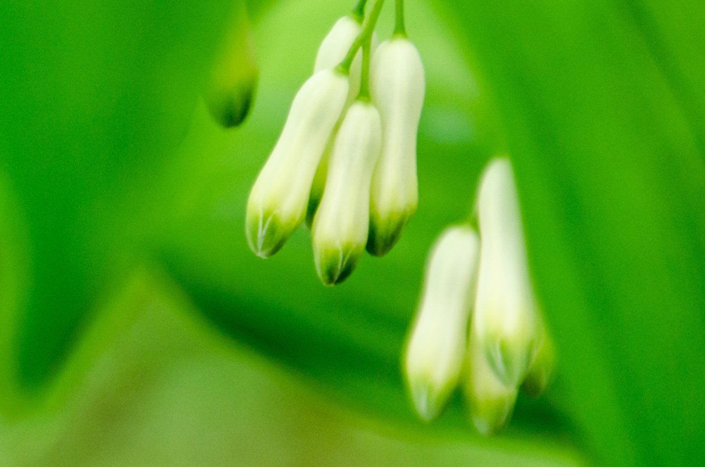 Fonds d'cran Nature Fleurs 