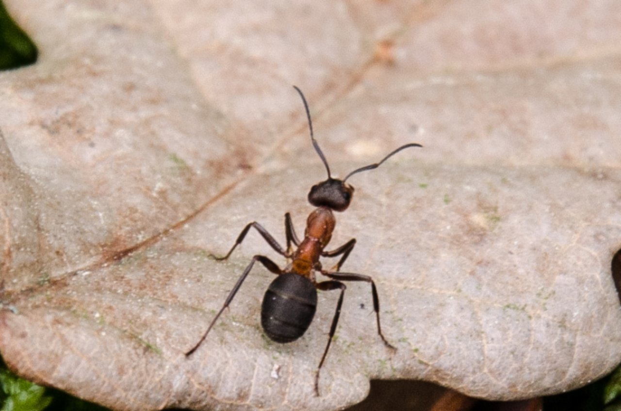 Fonds d'cran Animaux Insectes - Fourmis 