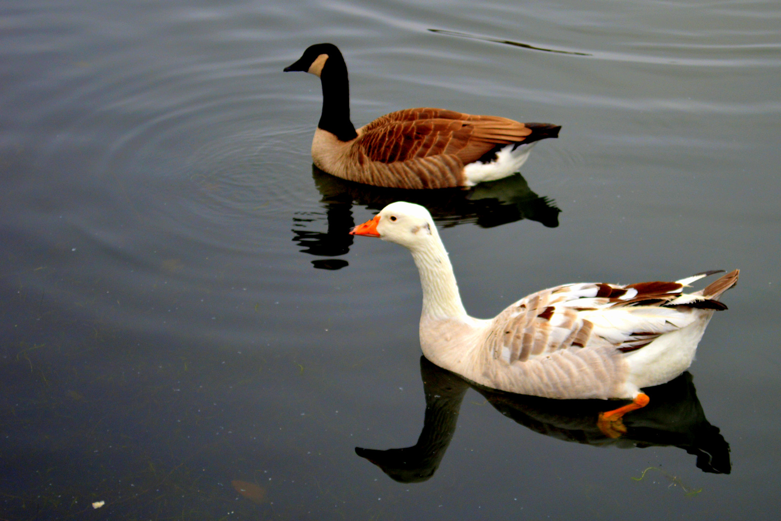 Wallpapers Animals Birds - Geese MIGRATION OIES ET OUTARDES A VILLENEUVE D' ASCQ