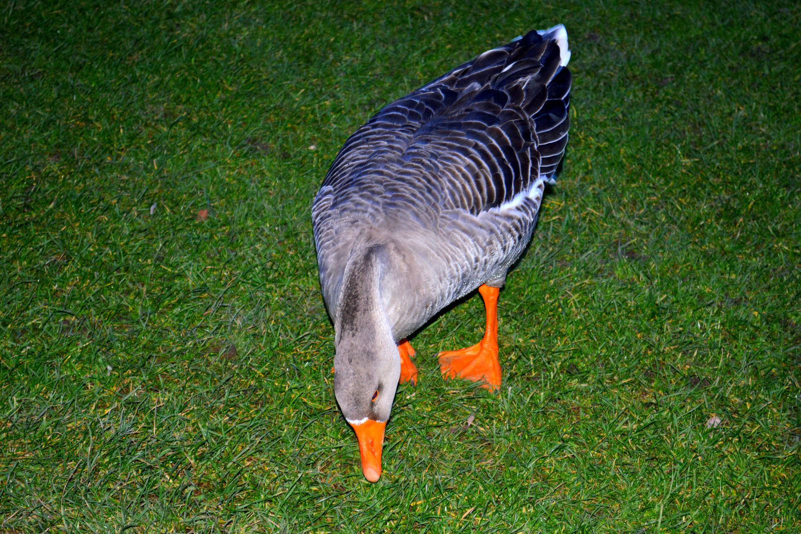 Fonds d'cran Animaux Oiseaux - Oies MIGRATION OIES ET OUTARDES A VILLENEUVE D' ASCQ