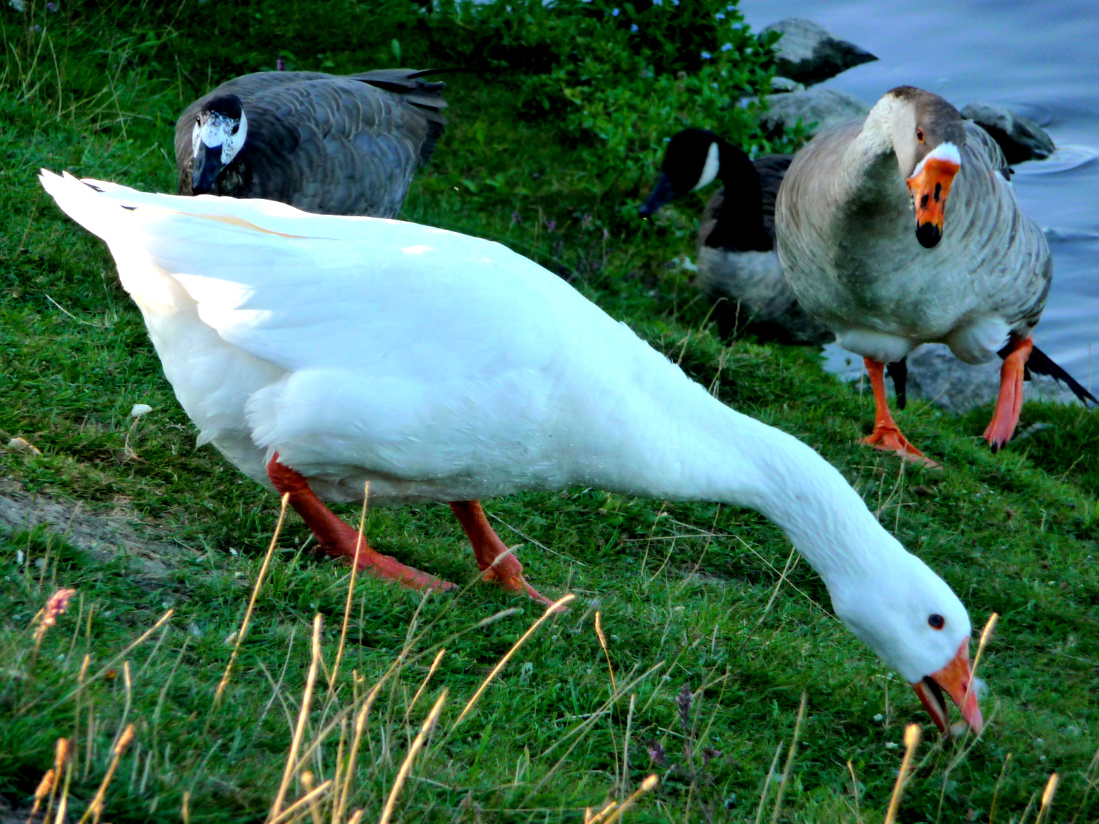 Fonds d'cran Animaux Oiseaux - Oies MIGRATION OIES ET OUTARDES A VILLENEUVE D' ASCQ