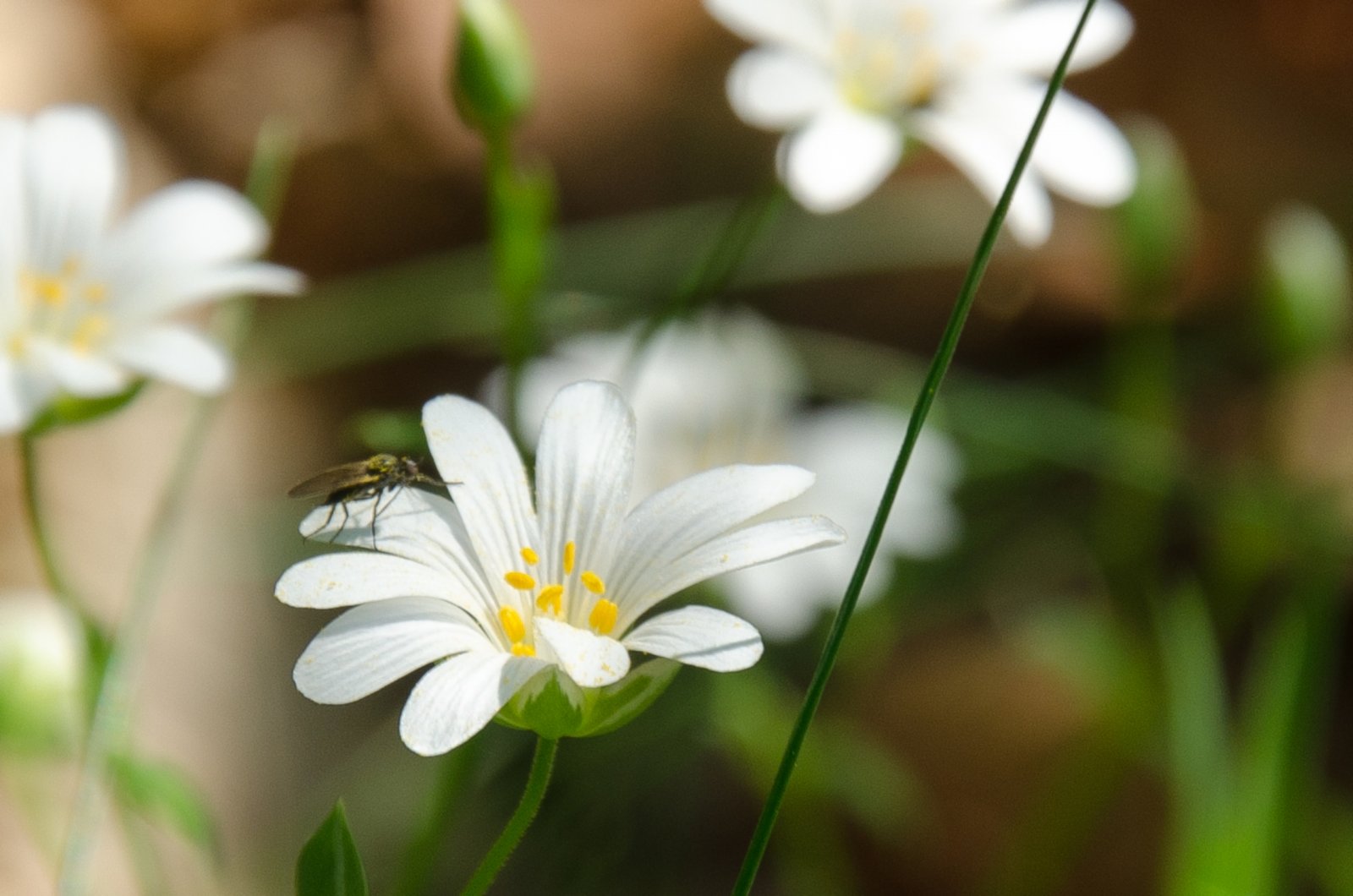 Fonds d'cran Nature Fleurs 