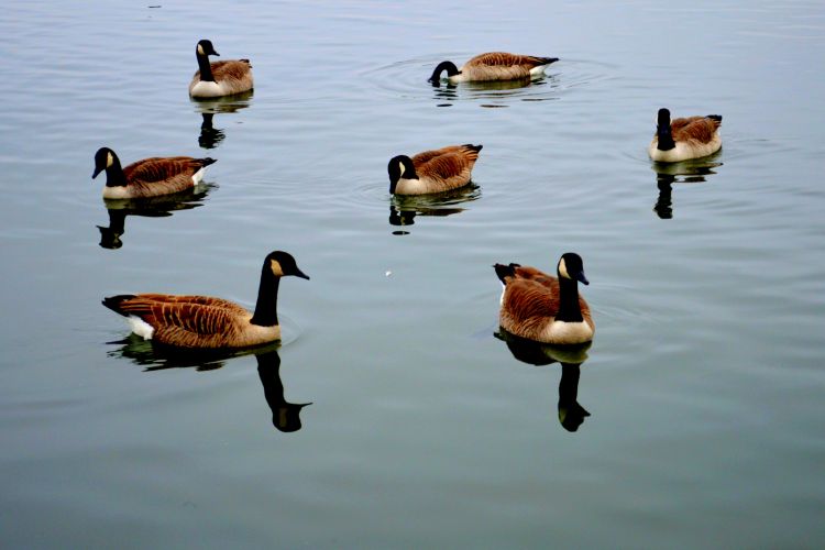 Fonds d'cran Animaux Oiseaux - Oies MIGRATION OIES ET OUTARDES A VILLENEUVE D' ASCQ