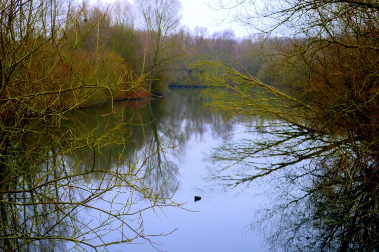 Fonds d'cran Nature Arbres - Forts MIGRATION OIES ET OUTARDES A VILLENEUVE D' ASCQ