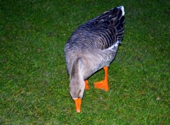  Animals MIGRATION OIES ET OUTARDES A VILLENEUVE D' ASCQ