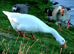  Animals MIGRATION OIES ET OUTARDES A VILLENEUVE D' ASCQ