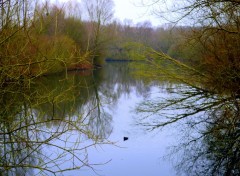  Nature MIGRATION OIES ET OUTARDES A VILLENEUVE D' ASCQ