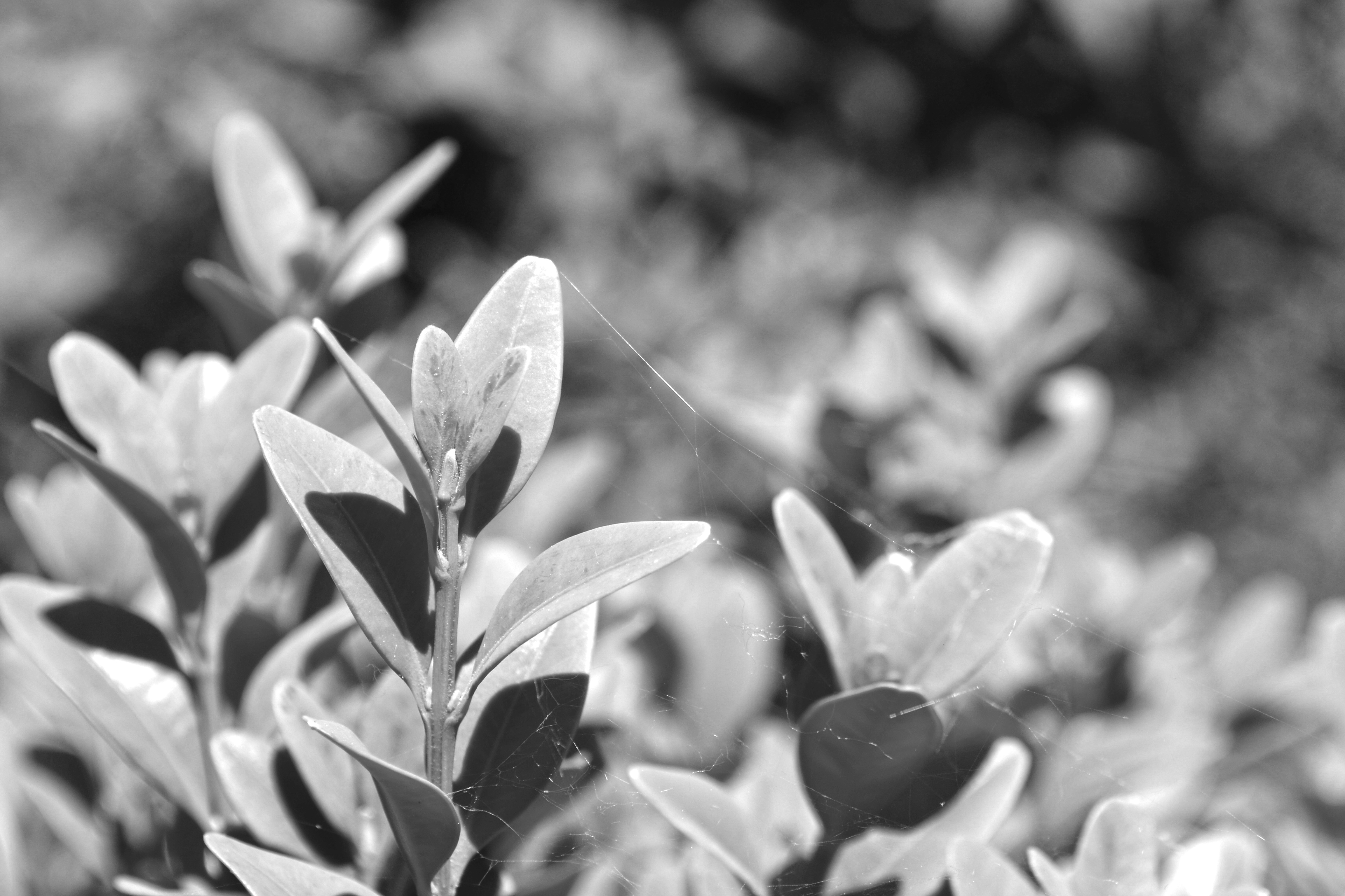 Wallpapers Nature Leaves - Foliage clich du 05/06/2013