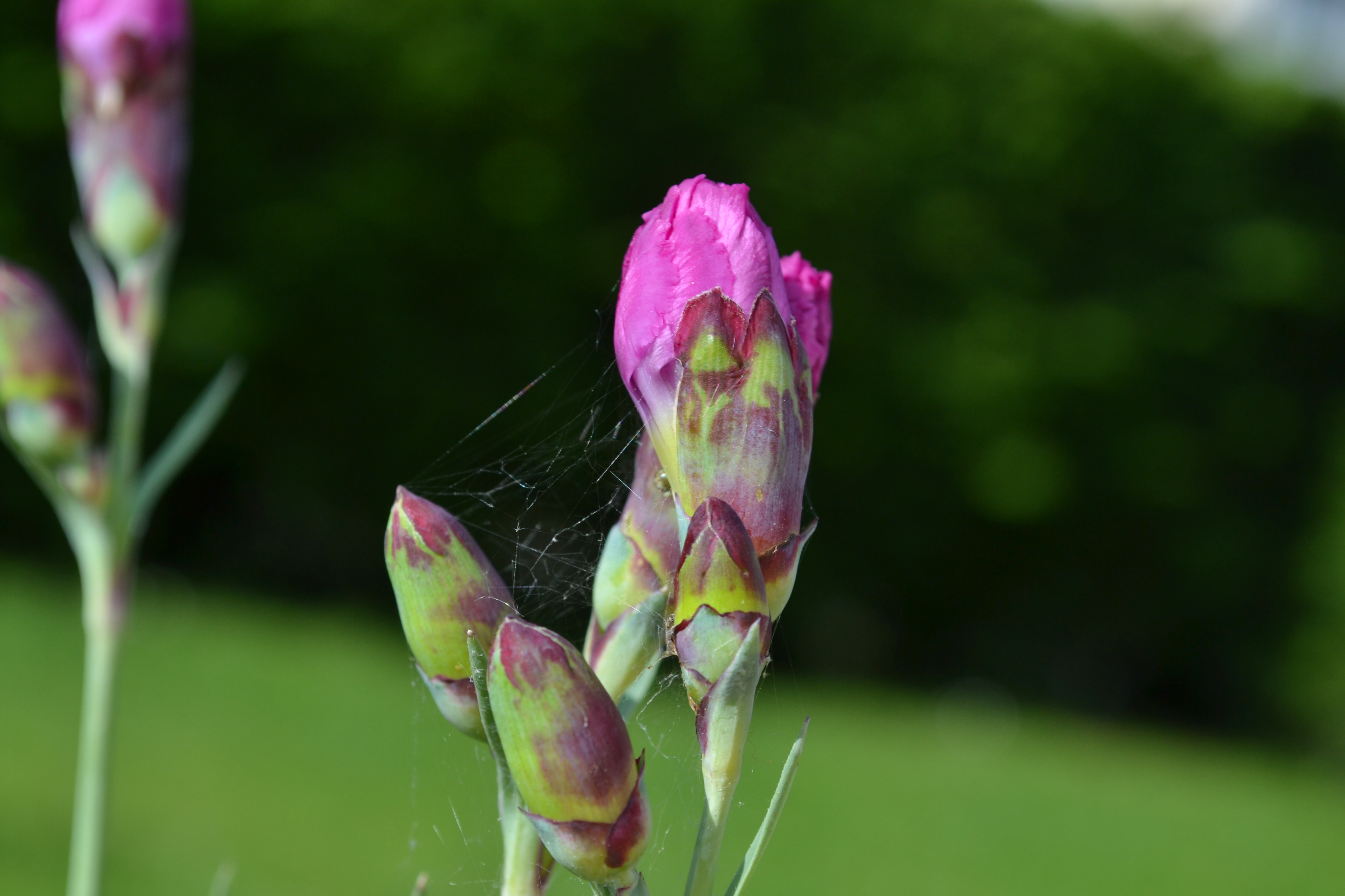 Wallpapers Nature Flowers cliché du 05/06/13