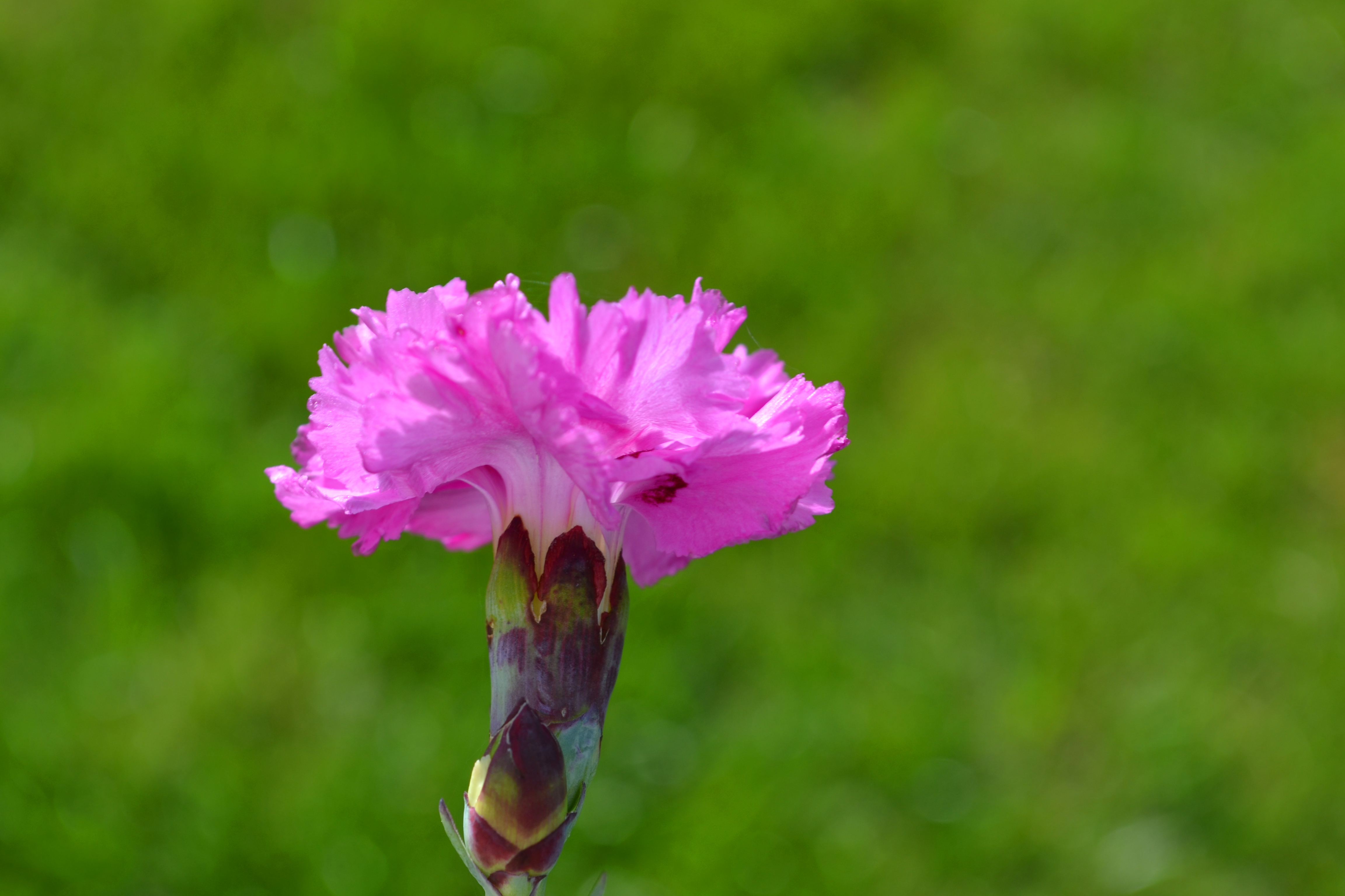 Fonds d'cran Nature Fleurs cliché du 05/06/13