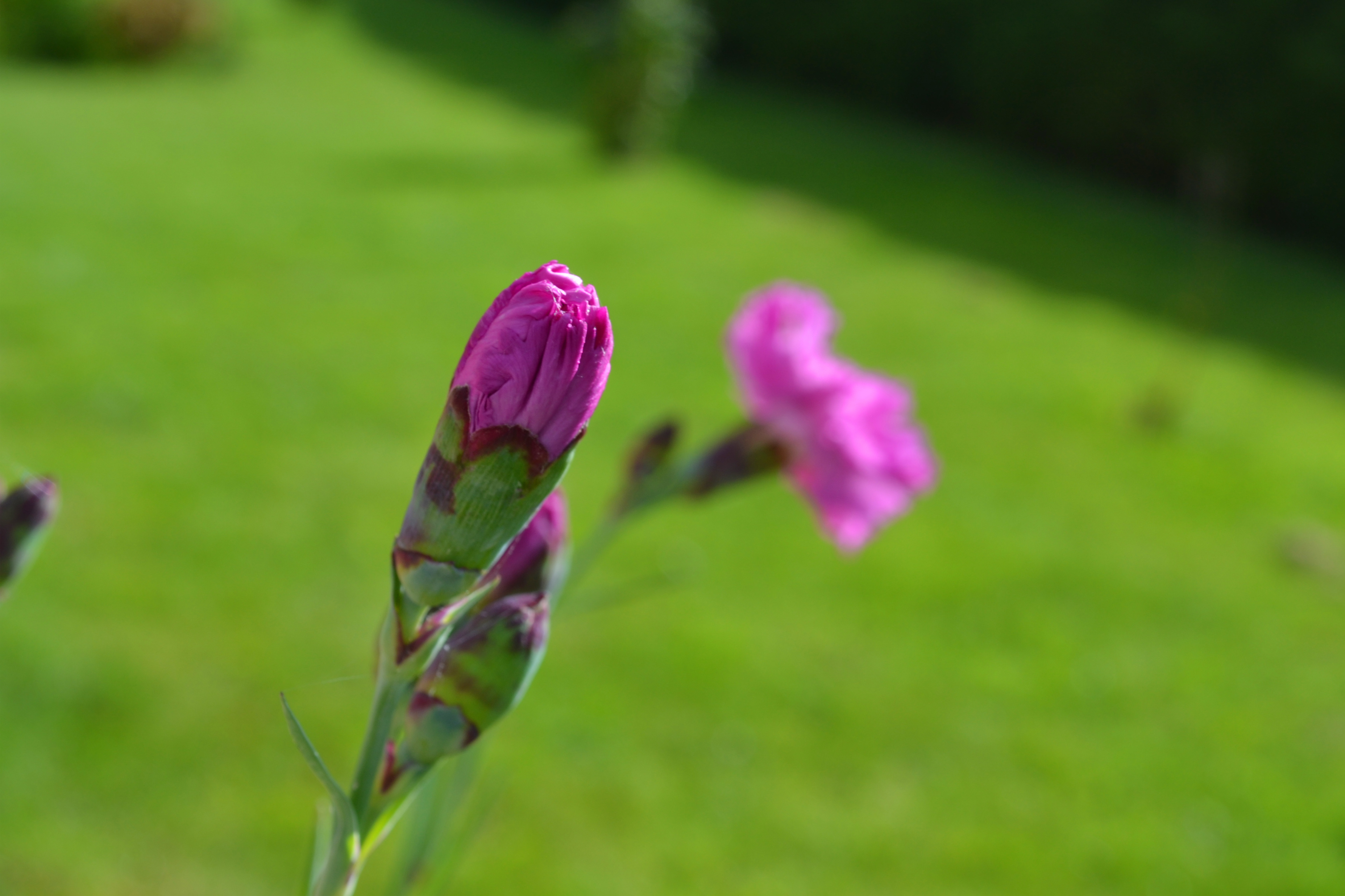 Wallpapers Nature Flowers cliché du 05/06/13