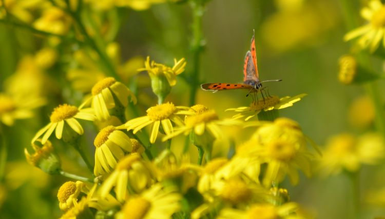 Fonds d'cran Animaux Insectes - Papillons Wallpaper N345206