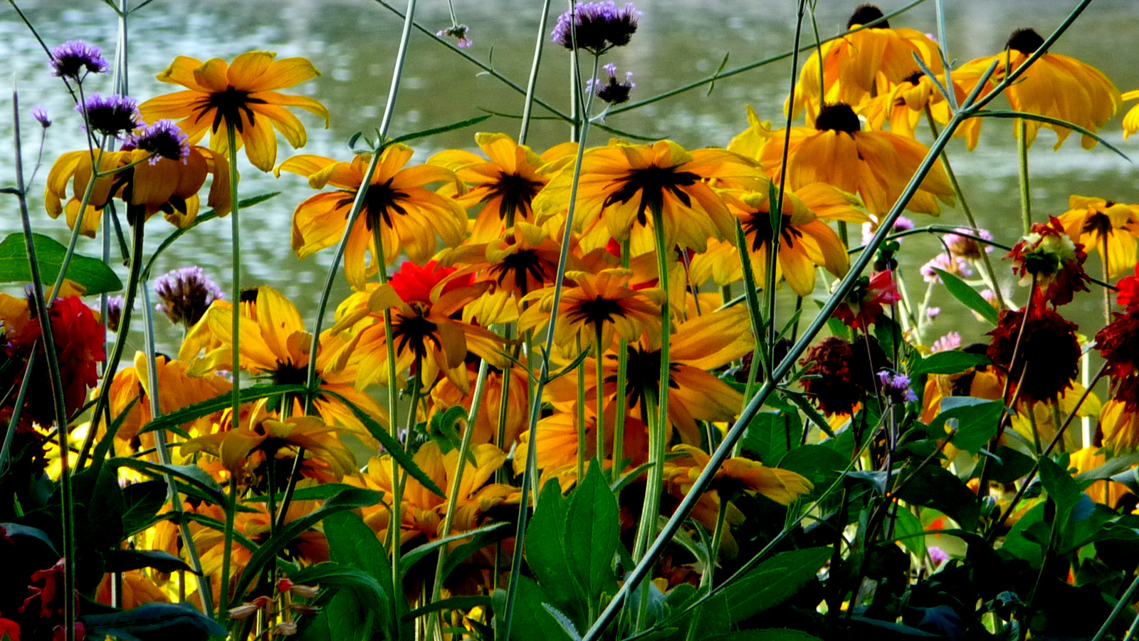 Wallpapers Nature Flowers ROUBAIX PARC BARBIEUX 2010