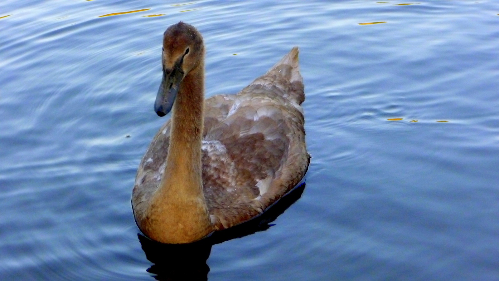 Fonds d'cran Animaux Oiseaux - Canards ROUBAIX PARC BARBIEUX 2010