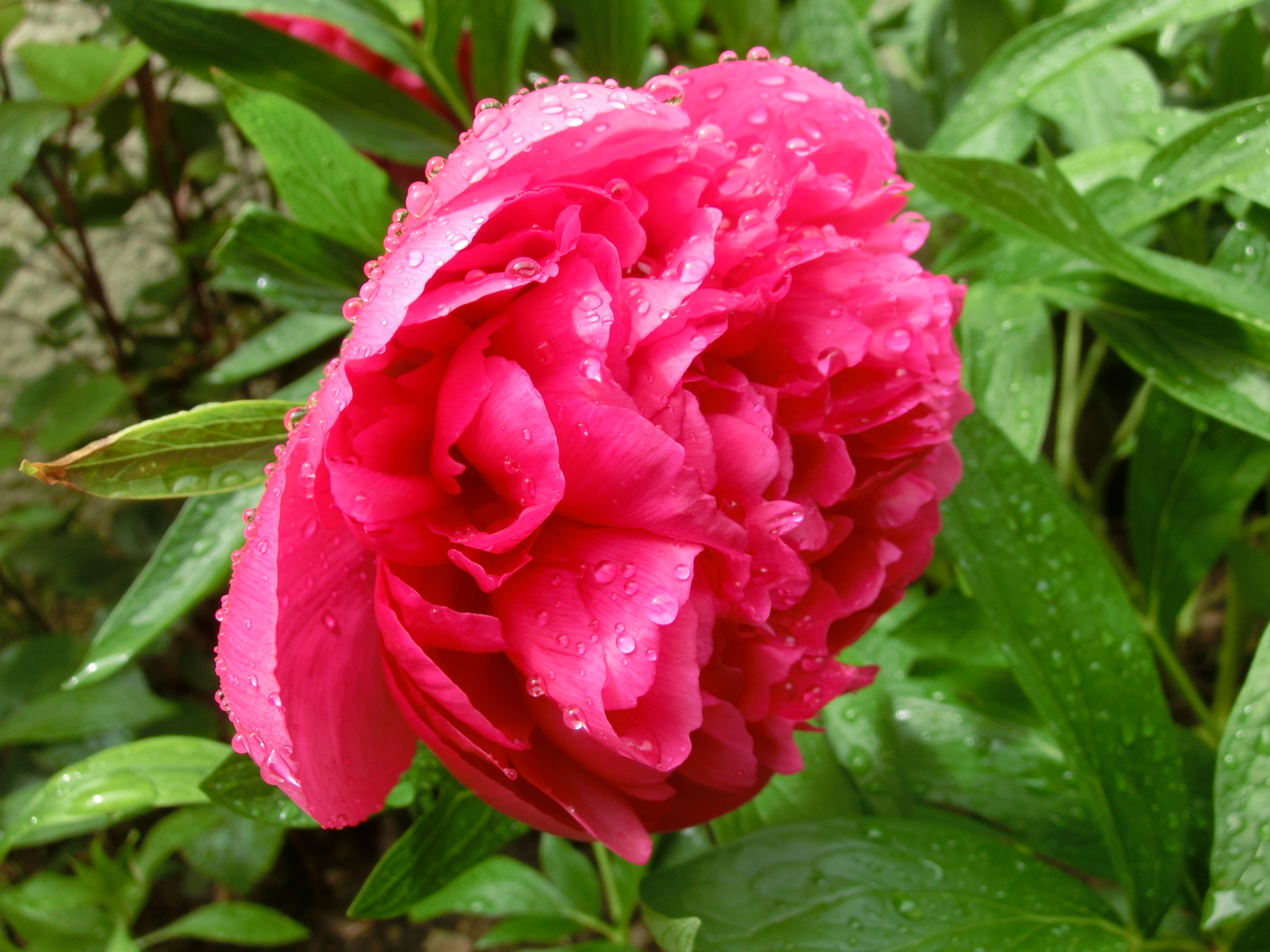 Fonds d'cran Nature Fleurs pivoine des jardins