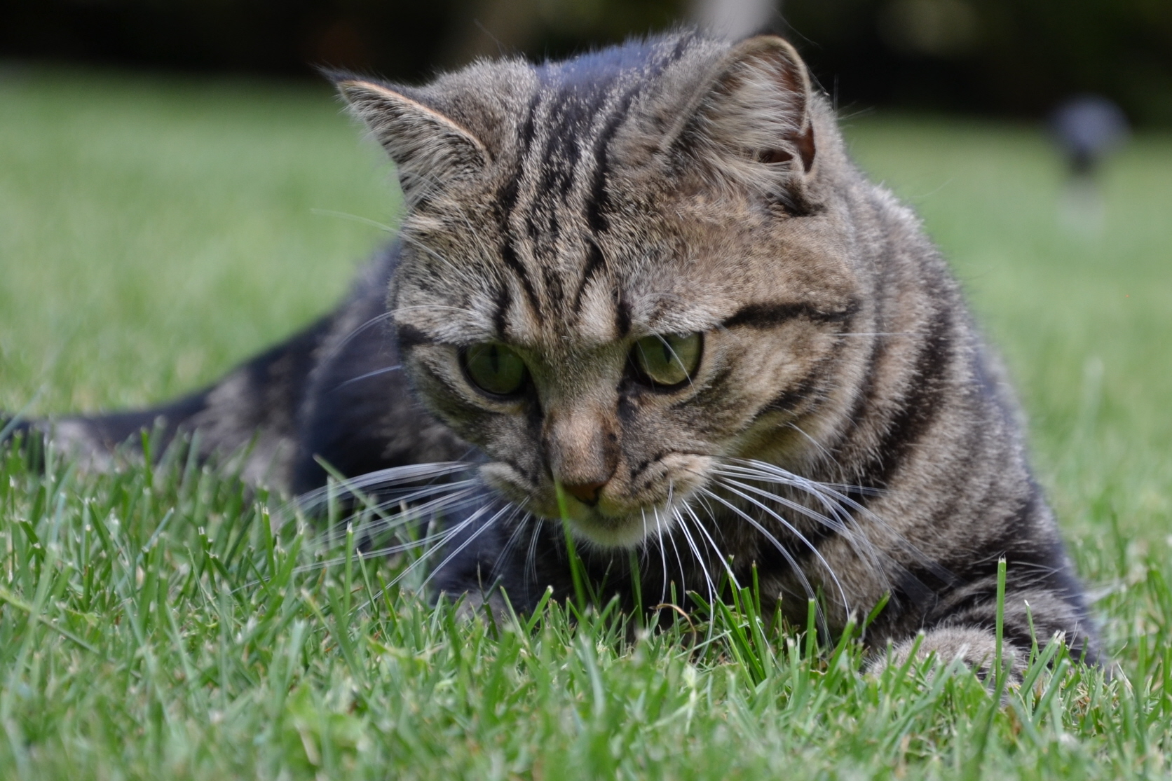 Fonds d'cran Animaux Chats - Chatons chat pensif dans l herbe