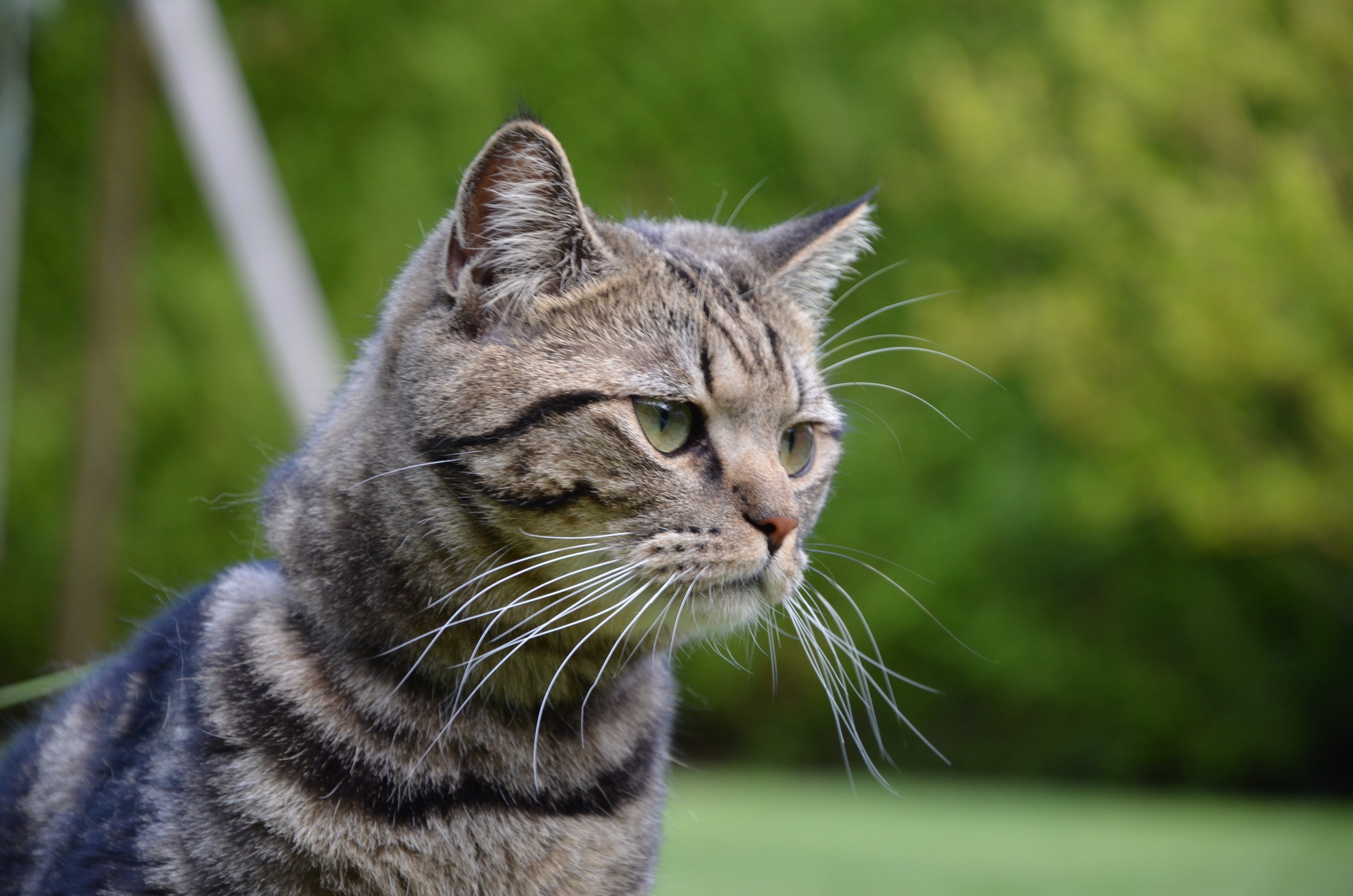 Fonds d'cran Animaux Chats - Chatons 