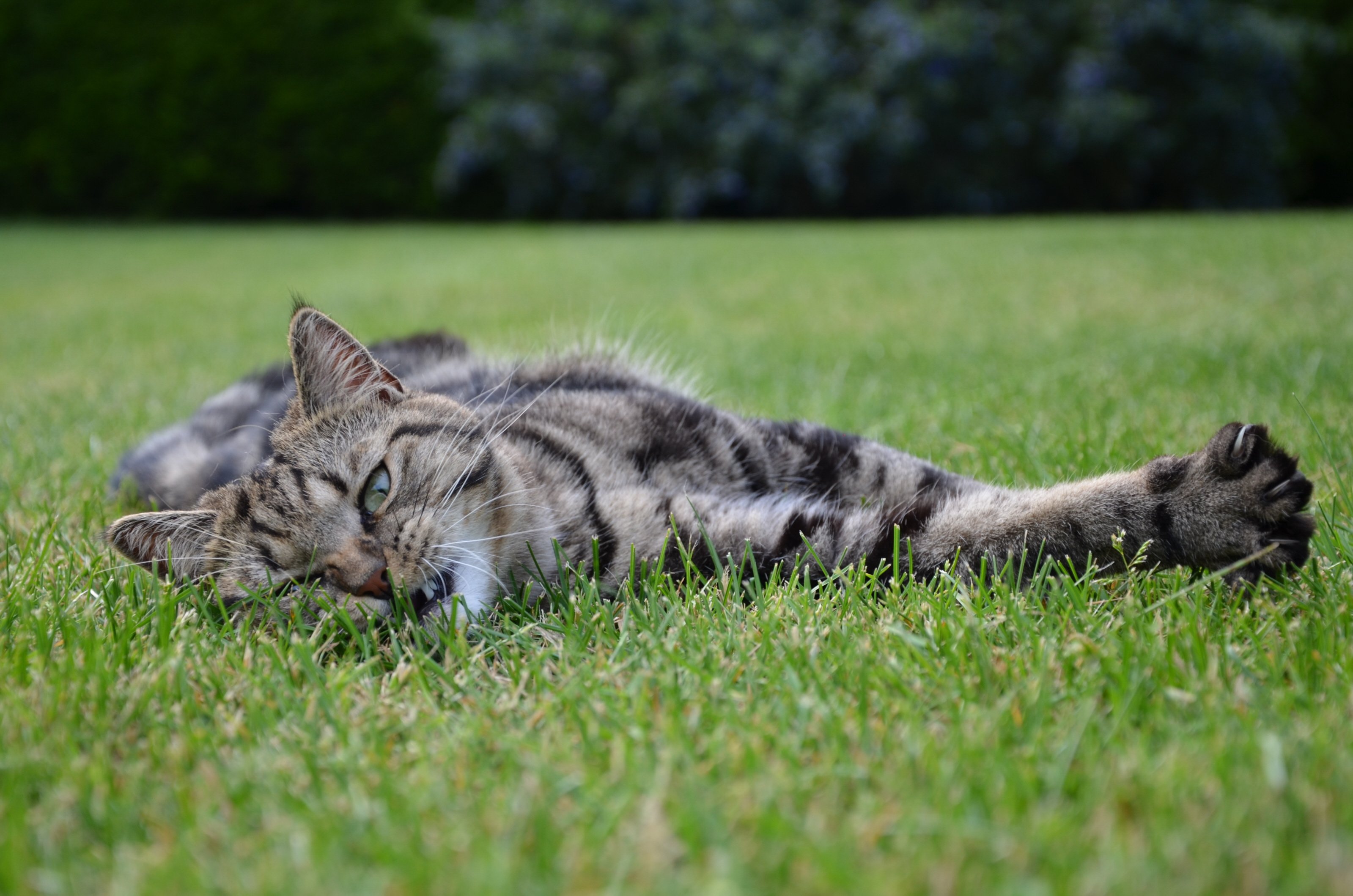 Wallpapers Animals Cats - Kittens petit moment de detente