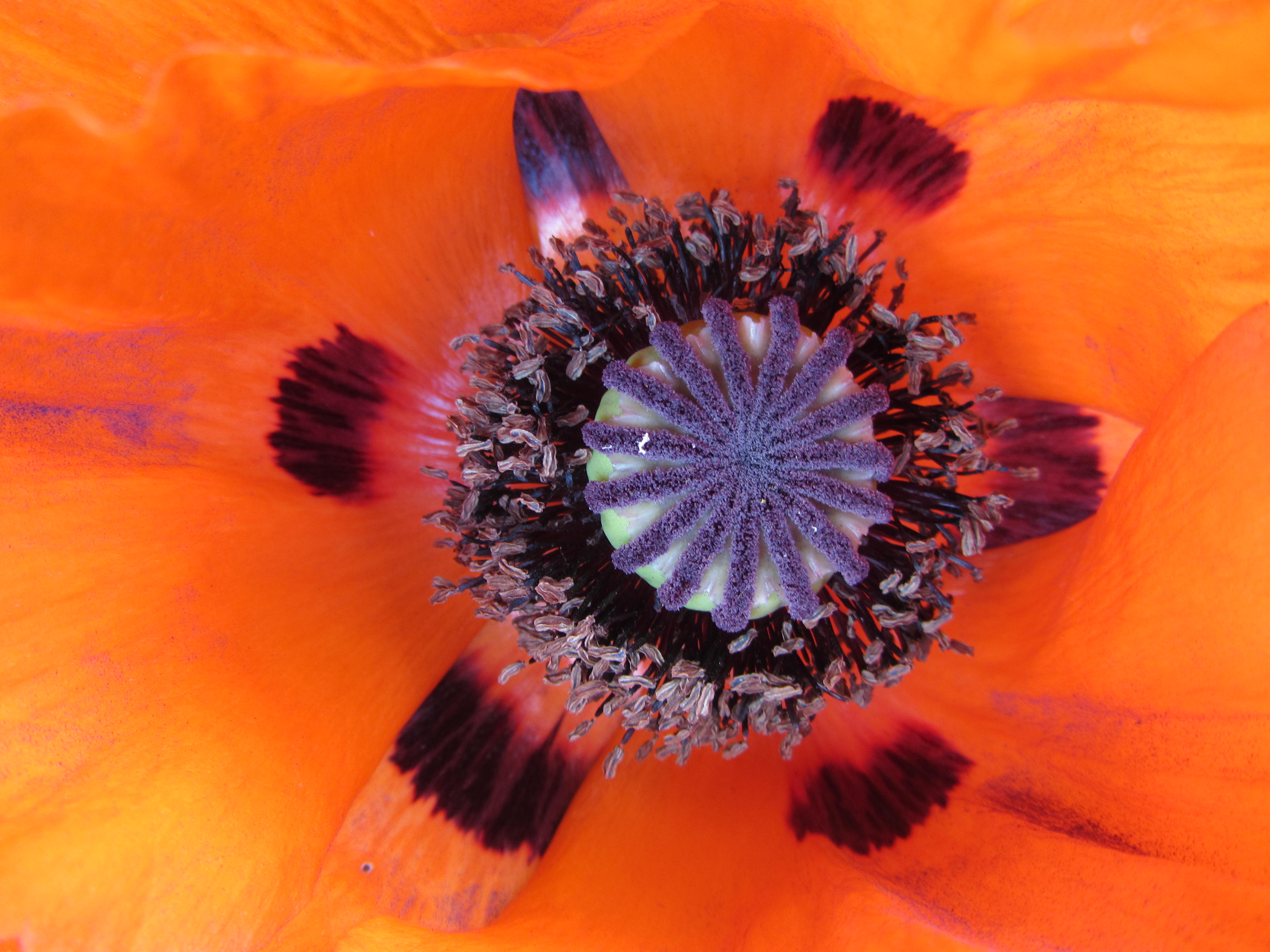 Fonds d'cran Nature Fleurs 