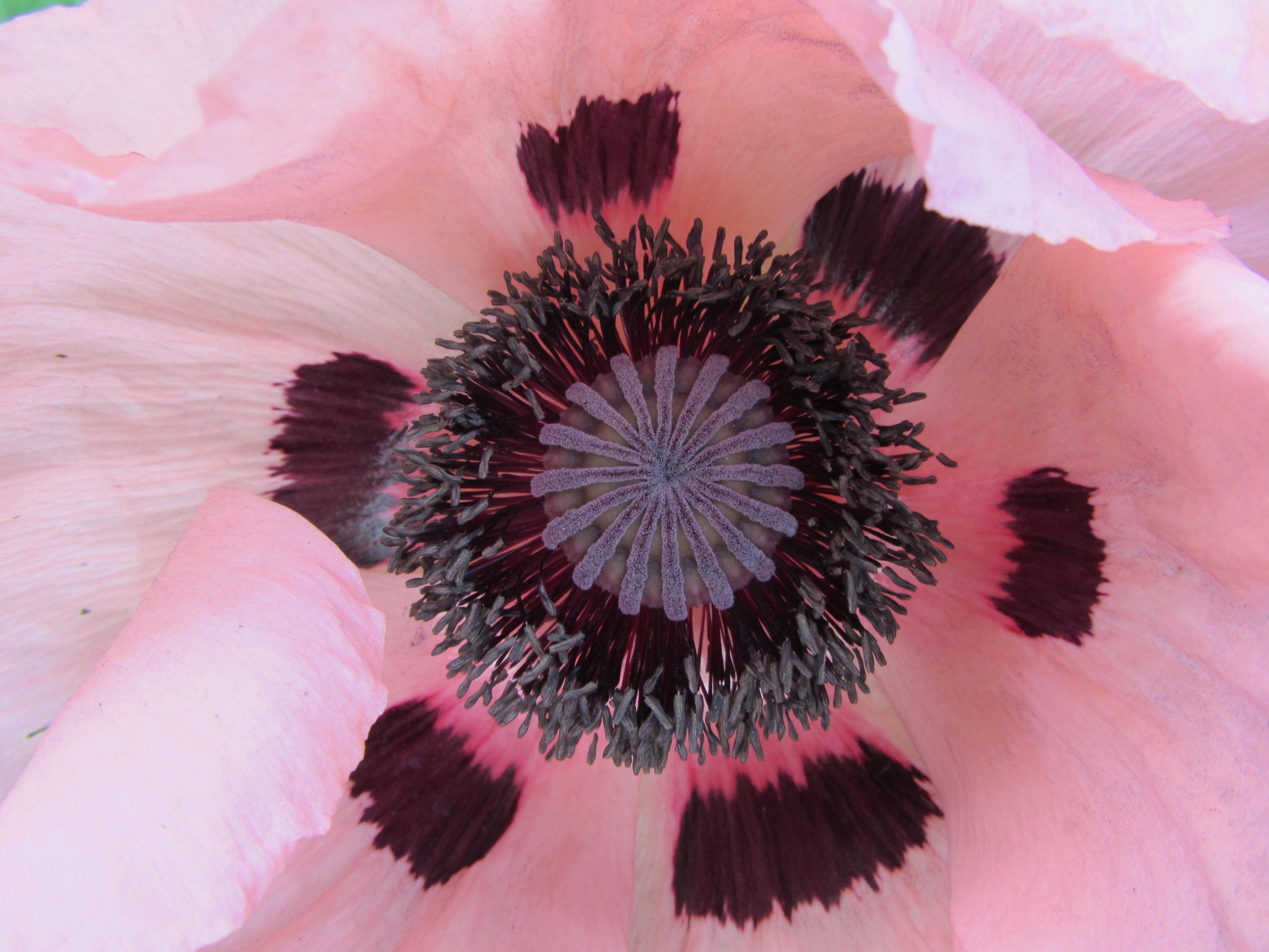 Fonds d'cran Nature Fleurs 