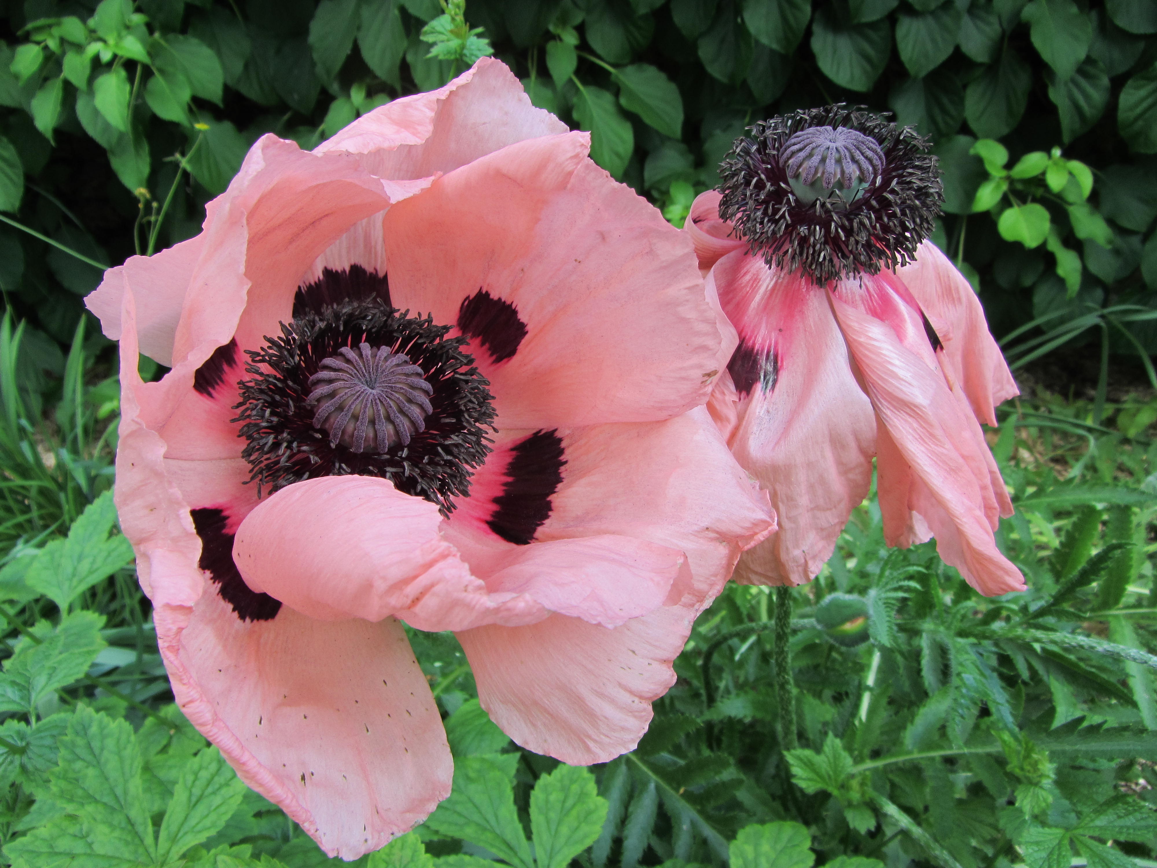 Fonds d'cran Nature Fleurs 