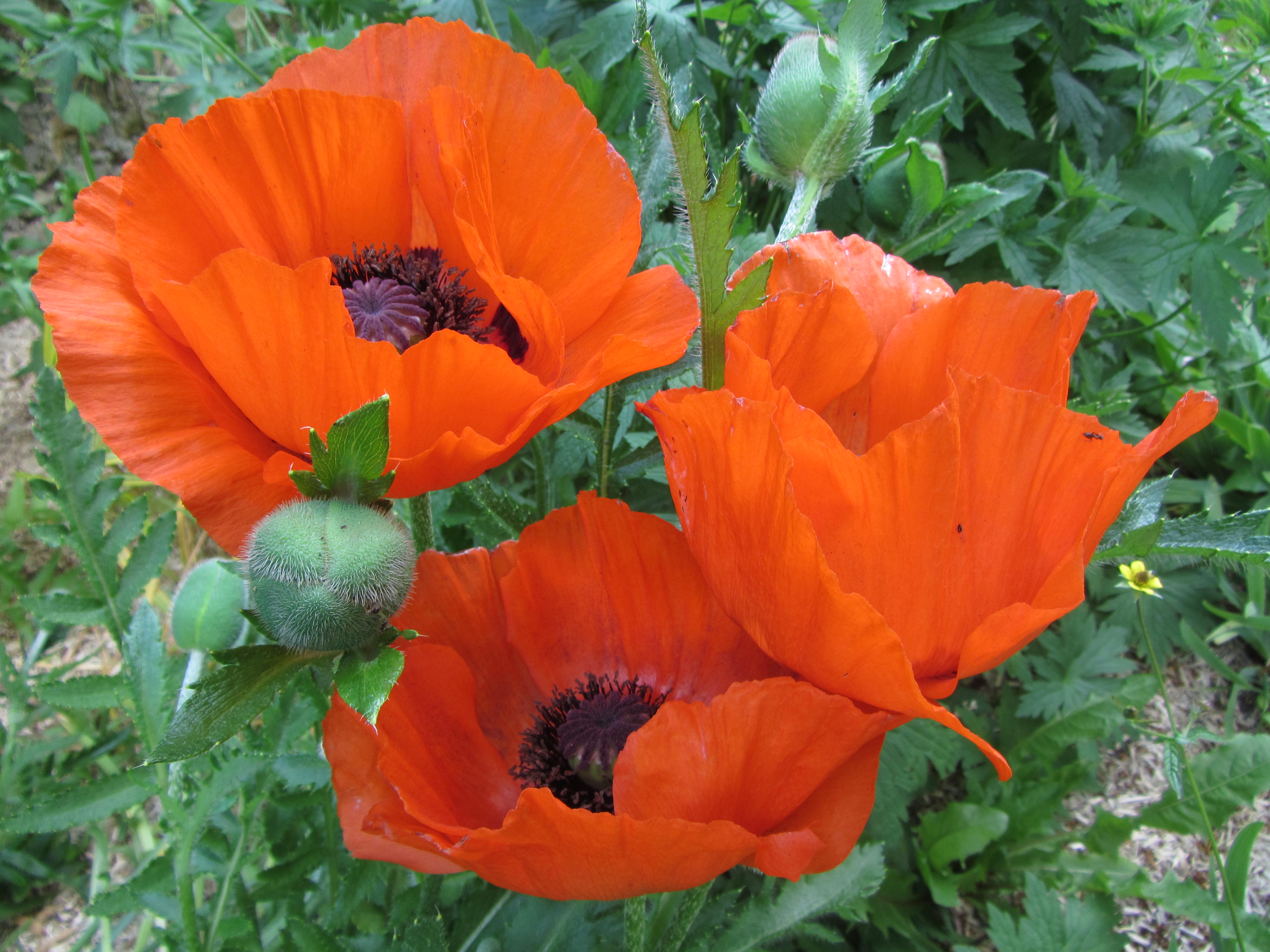 Fonds d'cran Nature Fleurs 