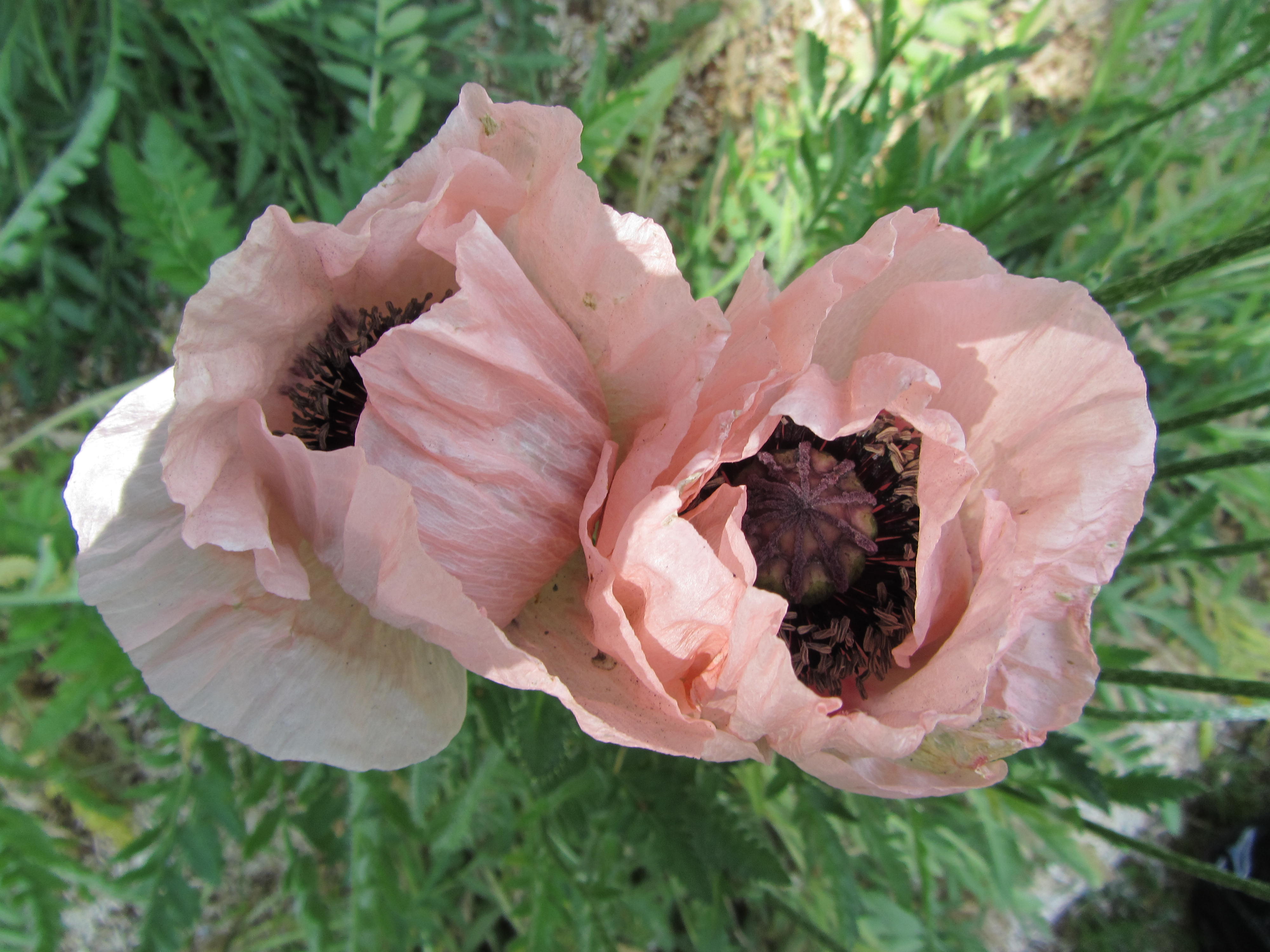 Fonds d'cran Nature Fleurs 