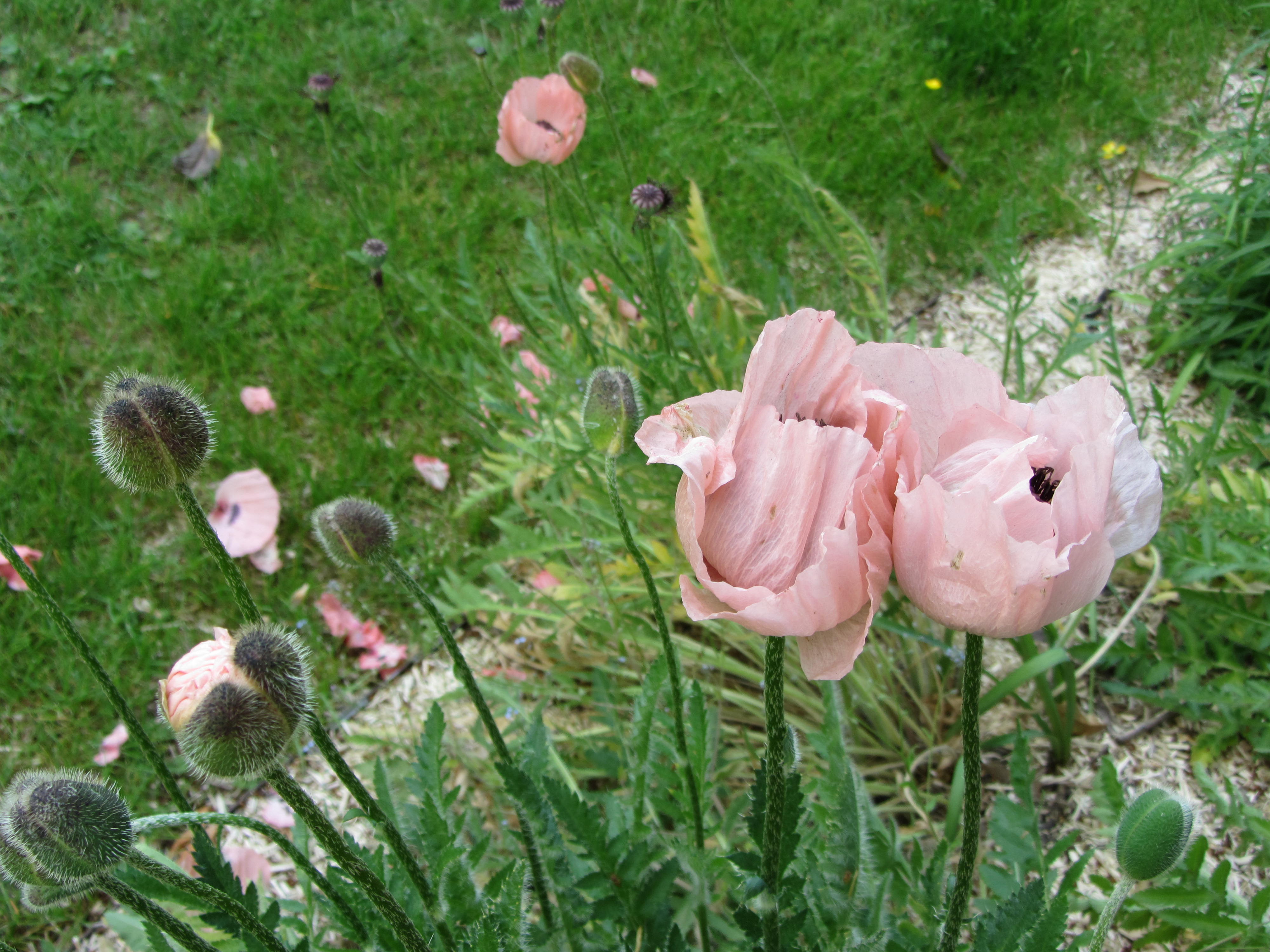 Fonds d'cran Nature Fleurs 