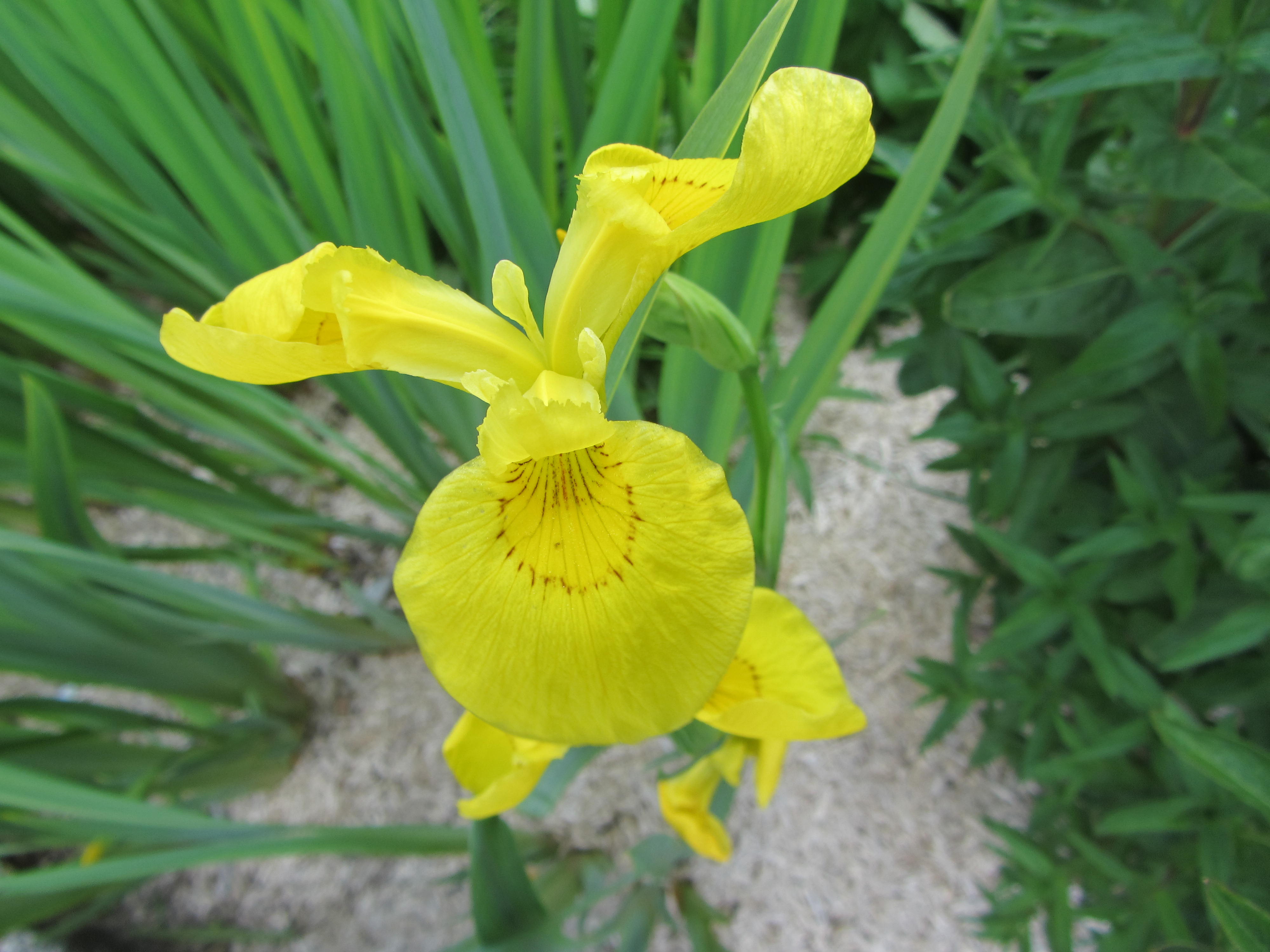 Fonds d'cran Nature Fleurs 