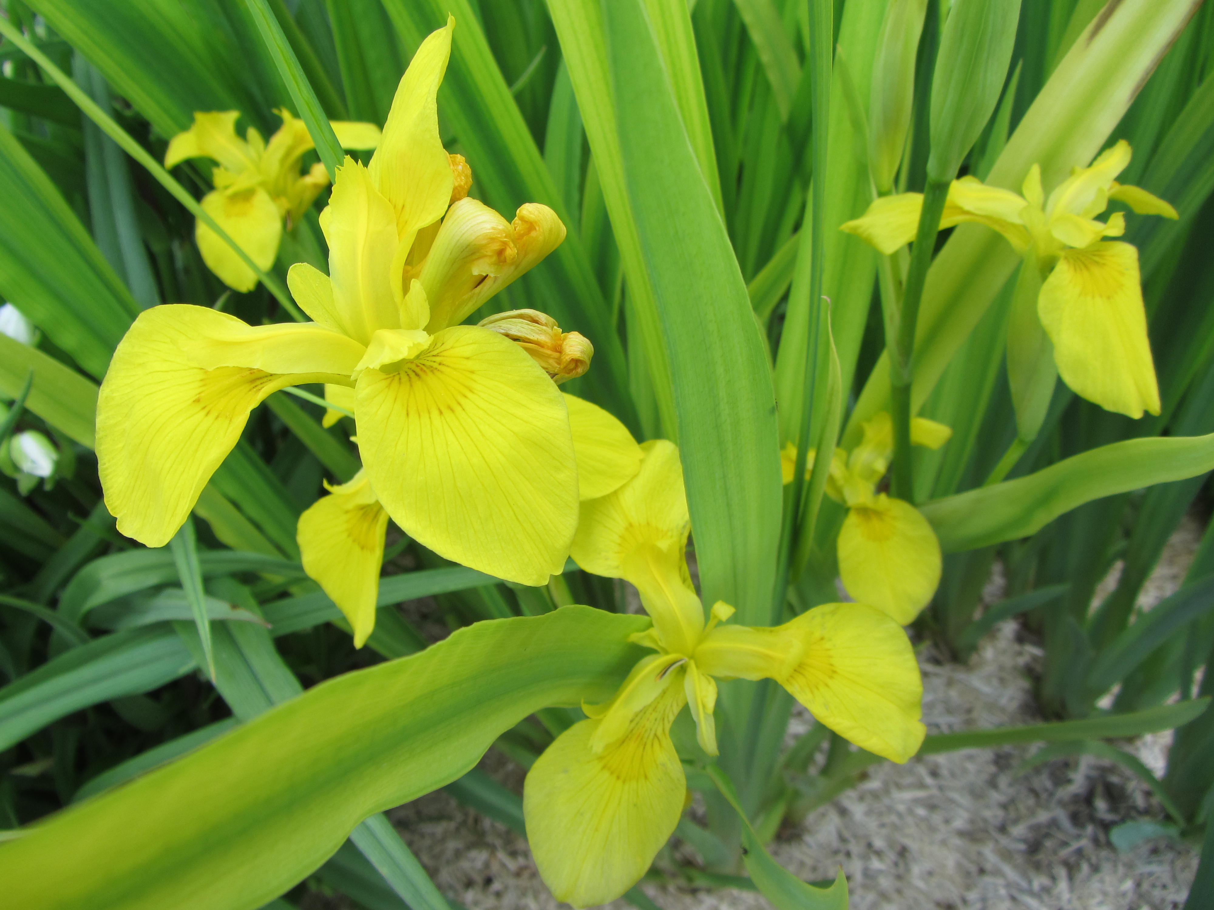 Fonds d'cran Nature Fleurs 