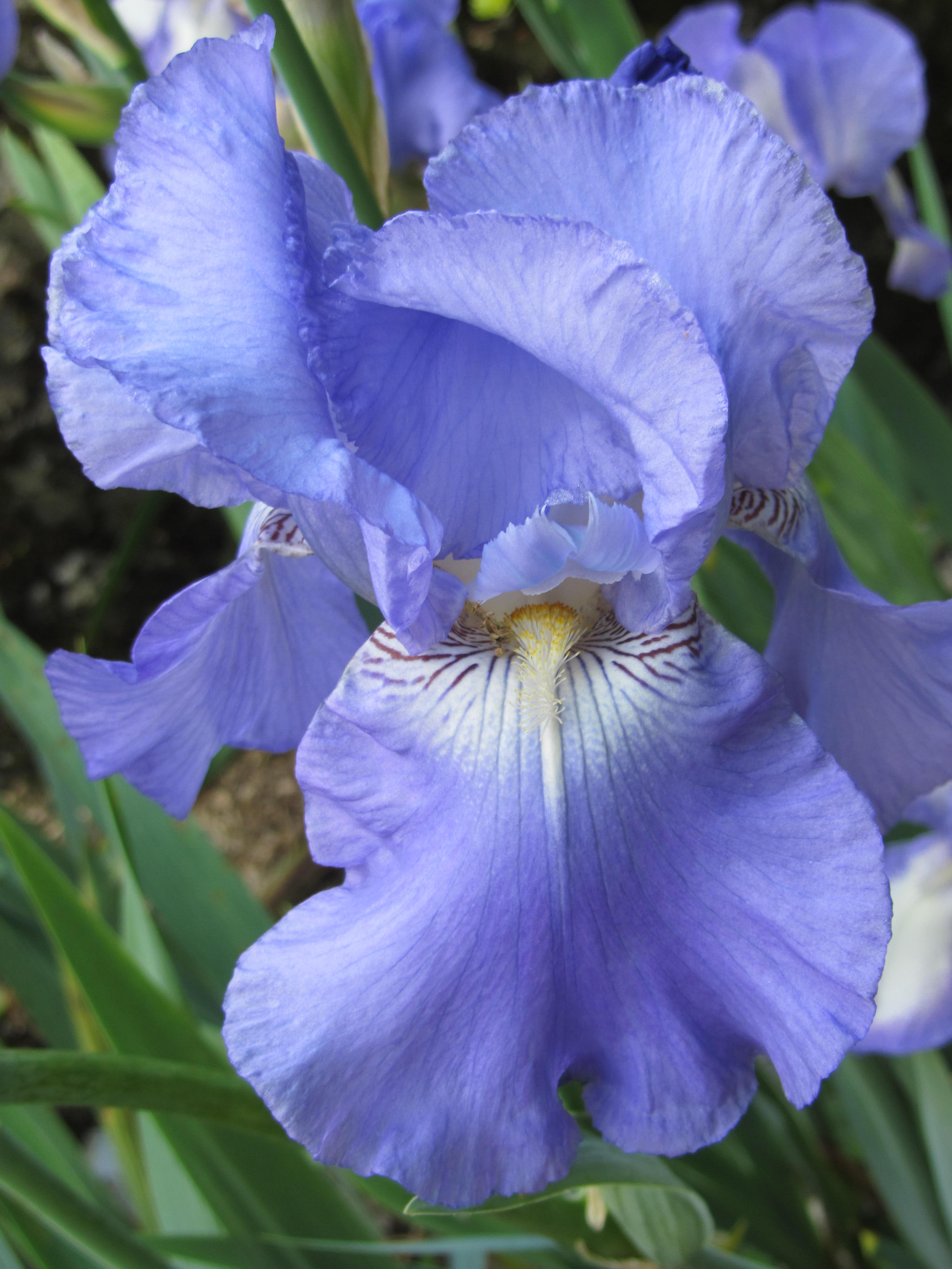 Fonds d'cran Nature Fleurs 