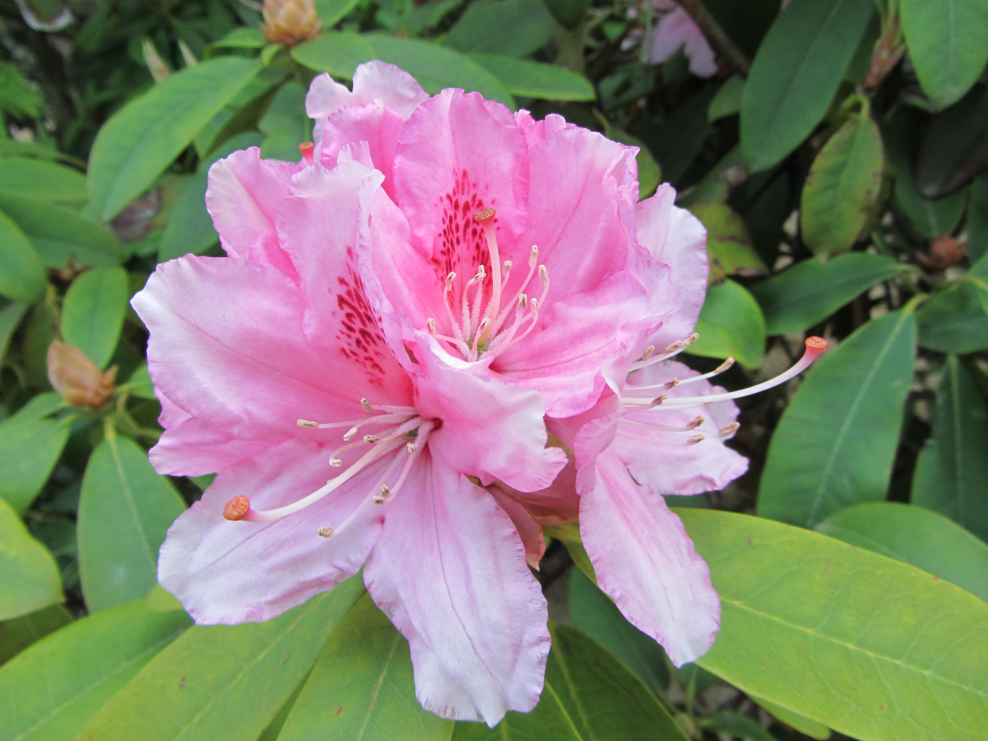 Fonds d'cran Nature Fleurs 