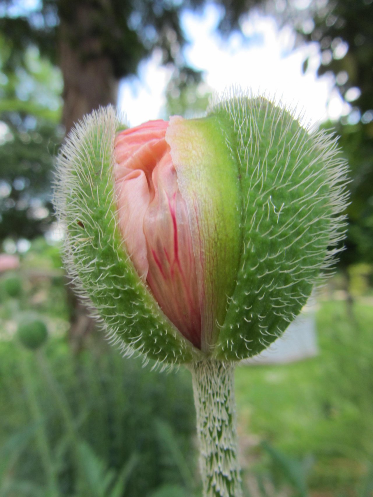 Fonds d'cran Nature Fleurs 