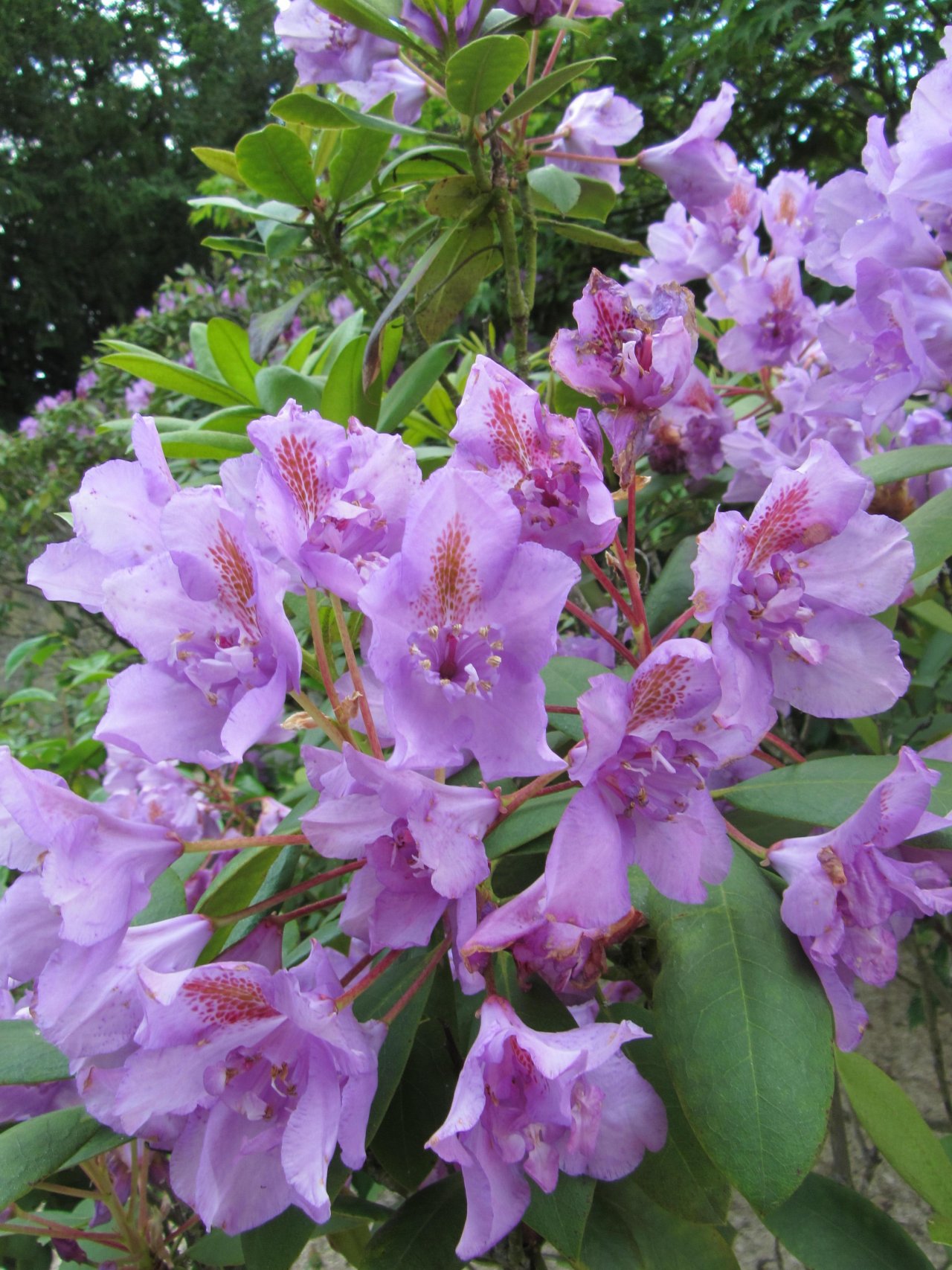 Fonds d'cran Nature Fleurs 