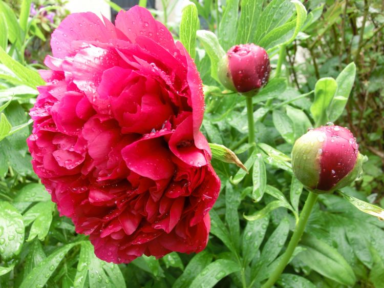 Fonds d'cran Nature Fleurs pivoine et ses boutons