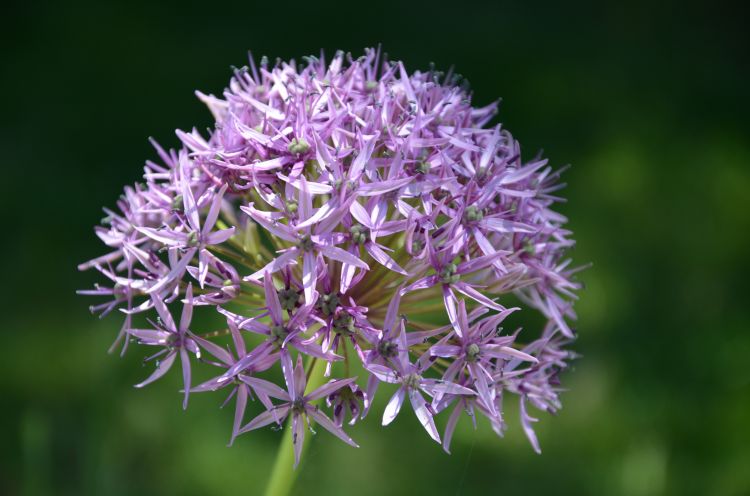 Fonds d'cran Nature Fleurs etoiles du jardin