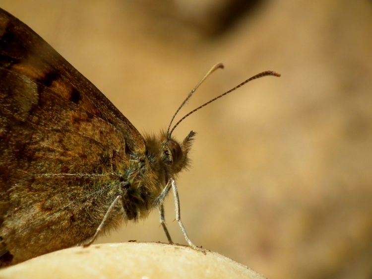 Fonds d'cran Animaux Insectes - Papillons Tircis