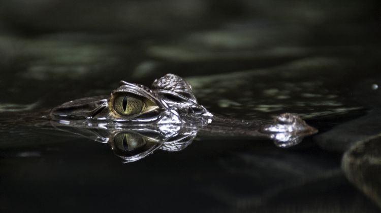 Fonds d'cran Animaux Crocodiles - Alligators - Camans Jeune Crocodile