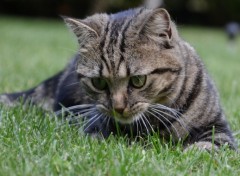  Animaux chat pensif dans l herbe