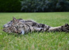  Animaux petit moment de detente