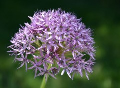  Nature etoiles du jardin