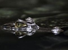  Animaux Jeune Crocodile