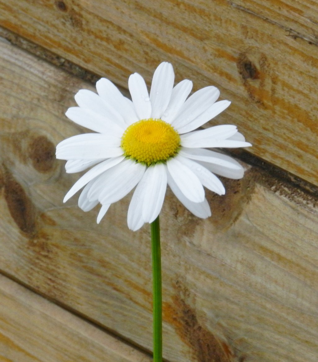 Fonds d'cran Nature Fleurs 