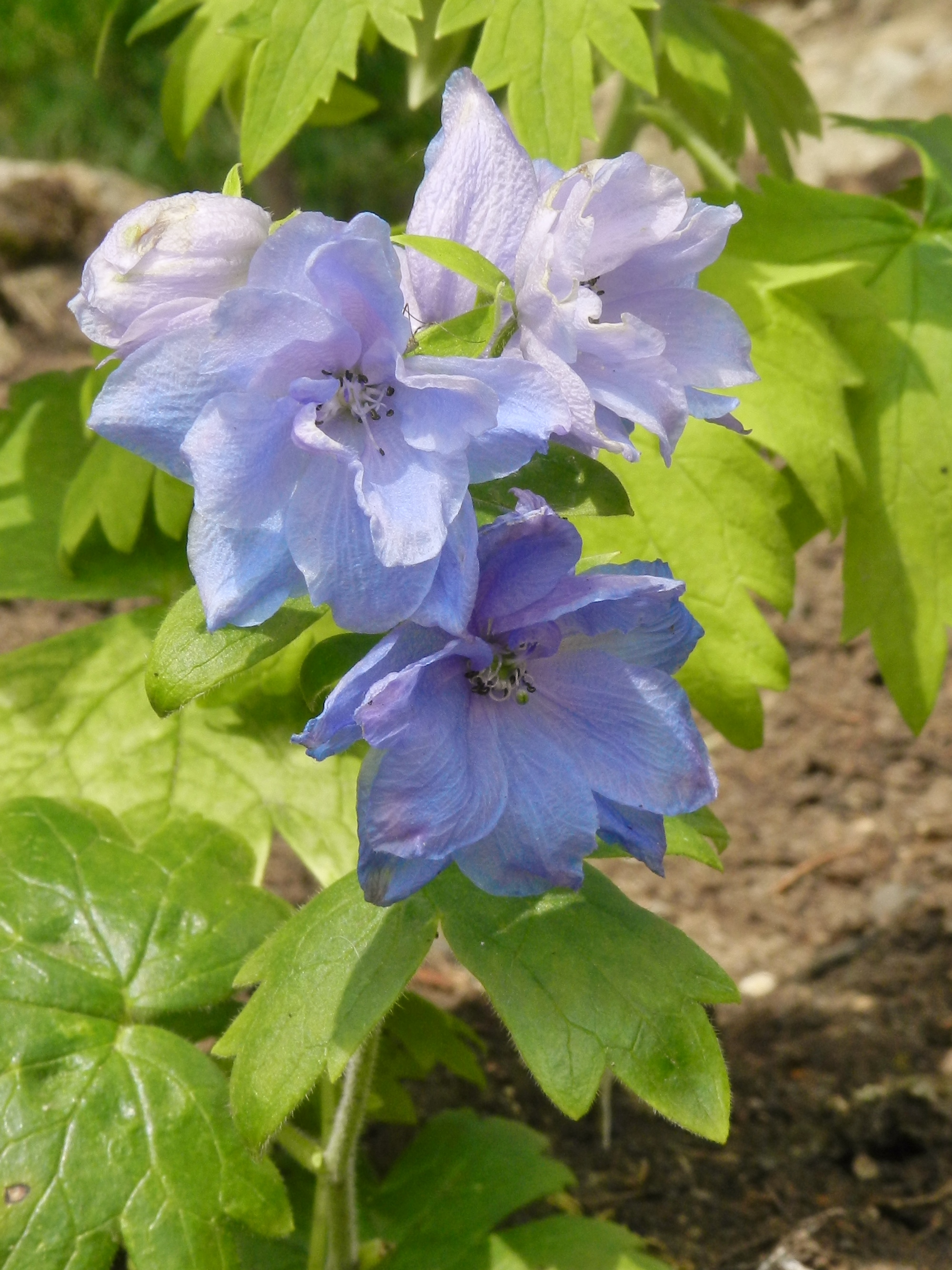 Fonds d'cran Nature Fleurs 