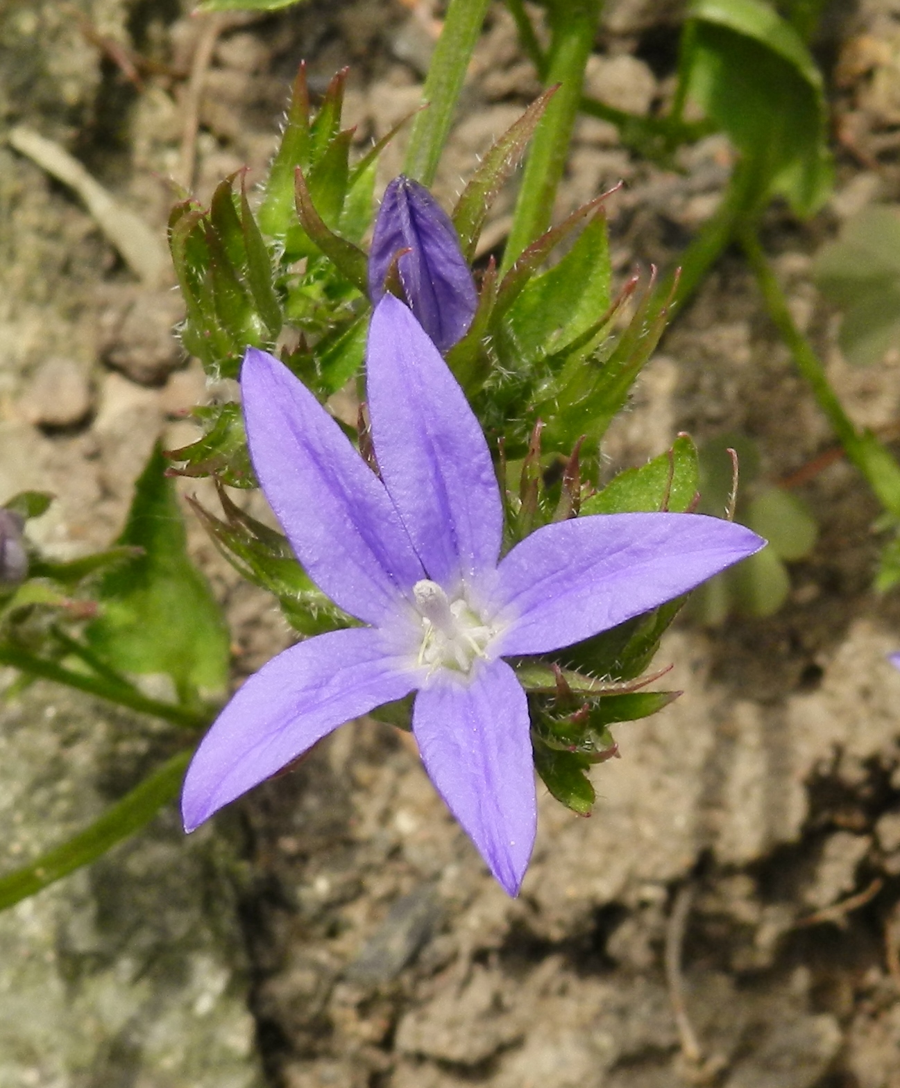 Wallpapers Nature Flowers 